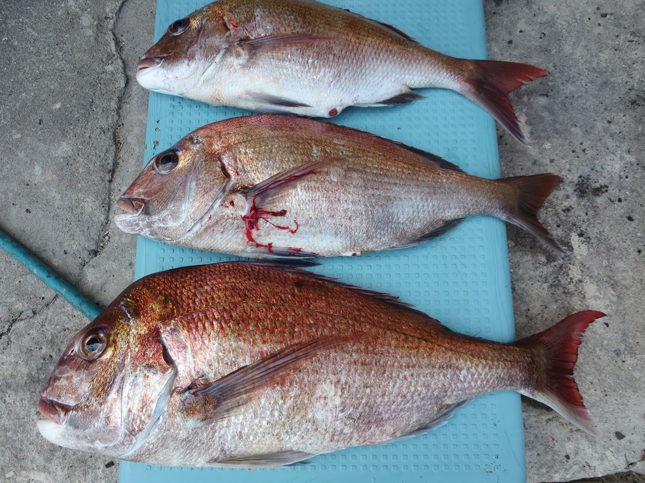 鯛釣り 2 ６０才からの挑戦