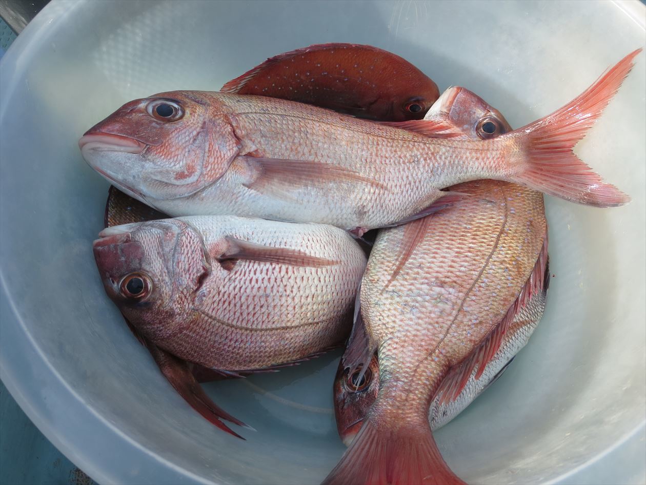 鯛釣り ６０才からの挑戦