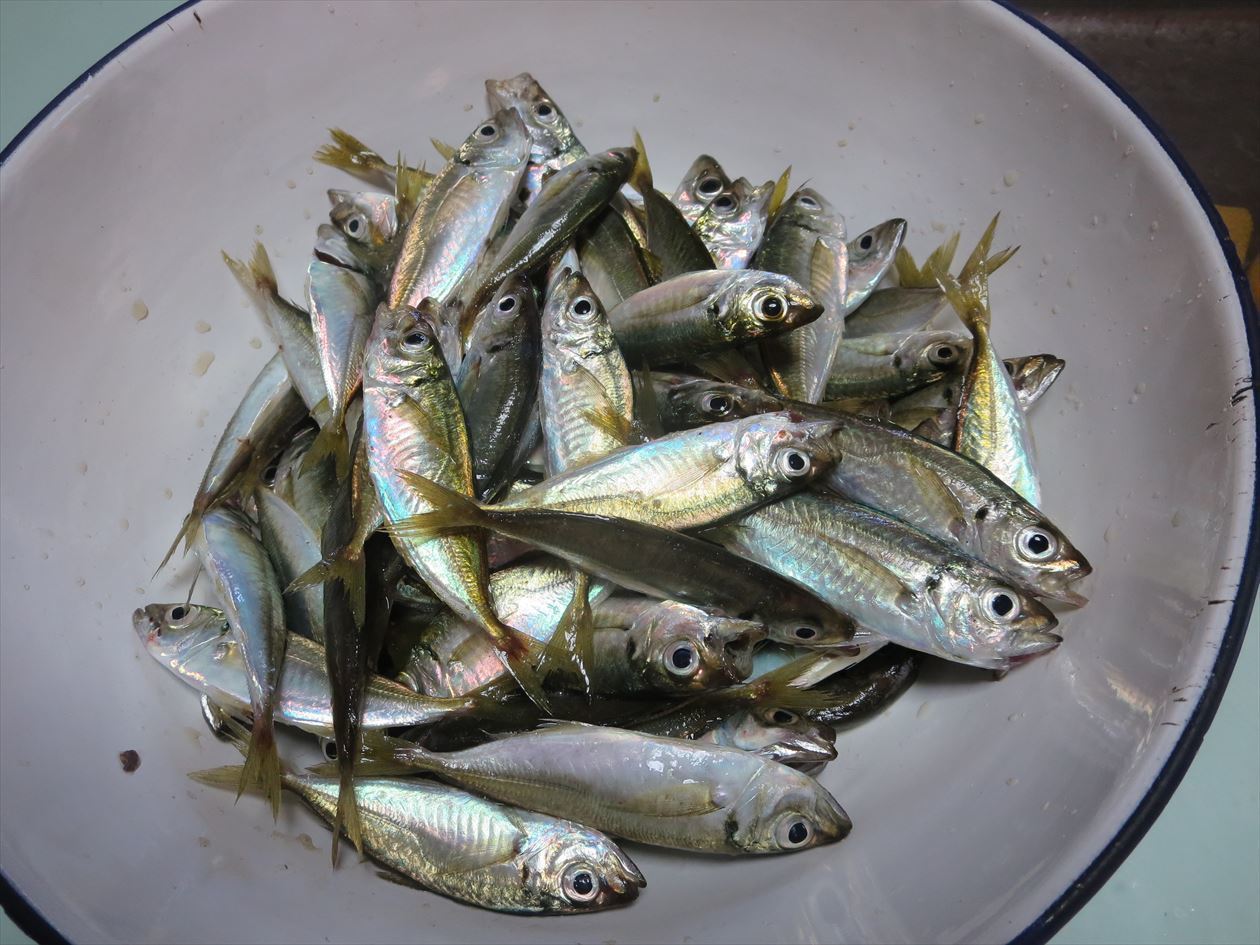 豆アジ釣りへ ６０才からの挑戦