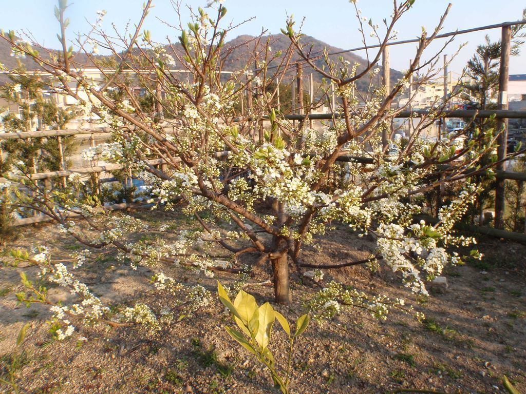 やっとスモモの花が5分咲きに ６０才からの挑戦